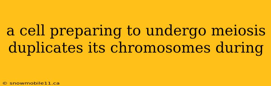 a cell preparing to undergo meiosis duplicates its chromosomes during