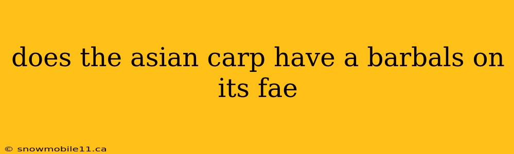 does the asian carp have a barbals on its fae