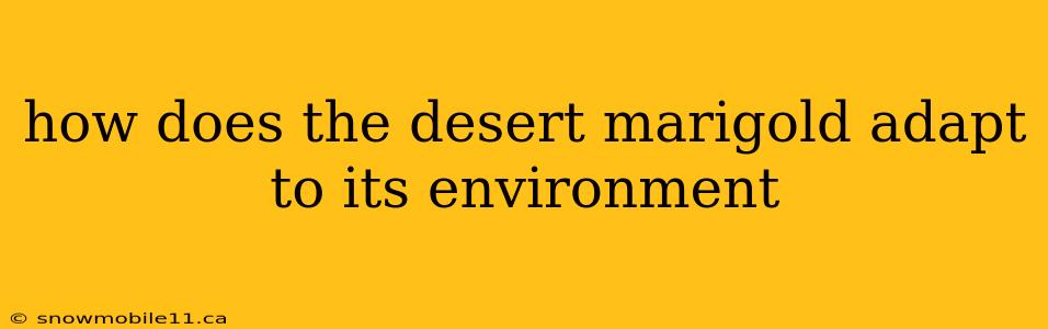 how does the desert marigold adapt to its environment