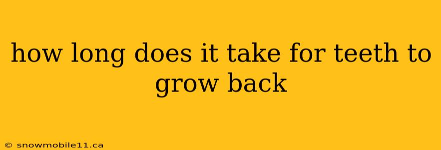 how long does it take for teeth to grow back