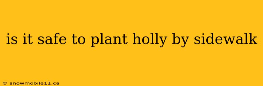 is it safe to plant holly by sidewalk