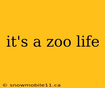 it's a zoo life