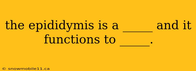 the epididymis is a _____ and it functions to _____.