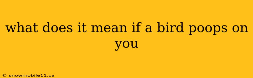 what does it mean if a bird poops on you