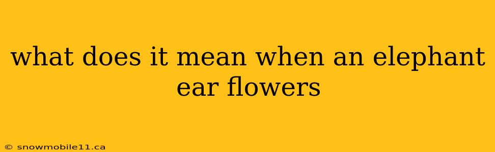 what does it mean when an elephant ear flowers