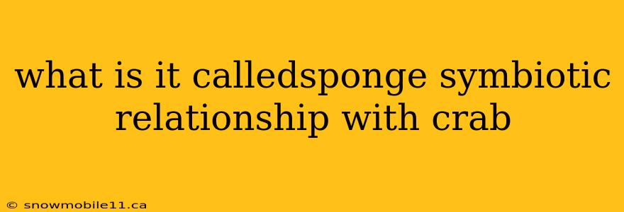 what is it calledsponge symbiotic relationship with crab