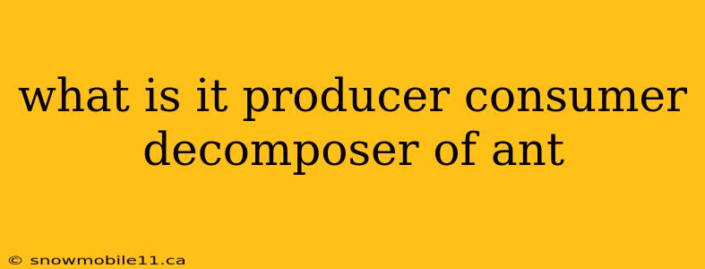 what is it producer consumer decomposer of ant