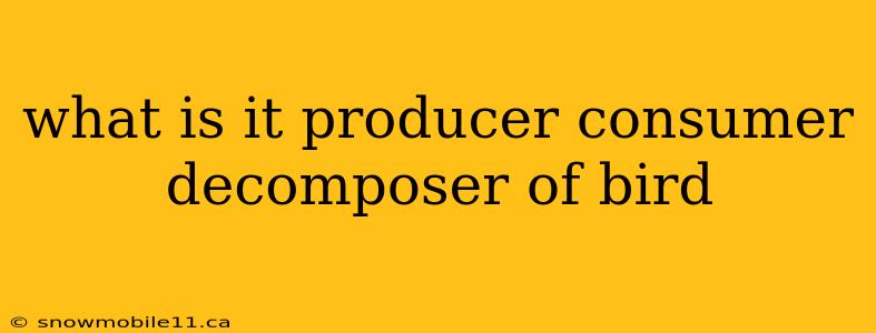 what is it producer consumer decomposer of bird