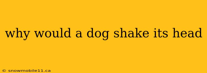 why would a dog shake its head